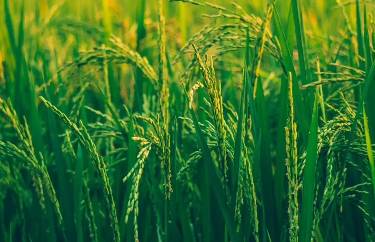 مراحل تولید برنج از شالیزار تا سفره